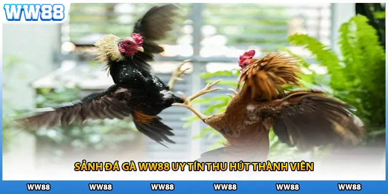 Sảnh đá gà WW88 uy tín thu hút thành viên