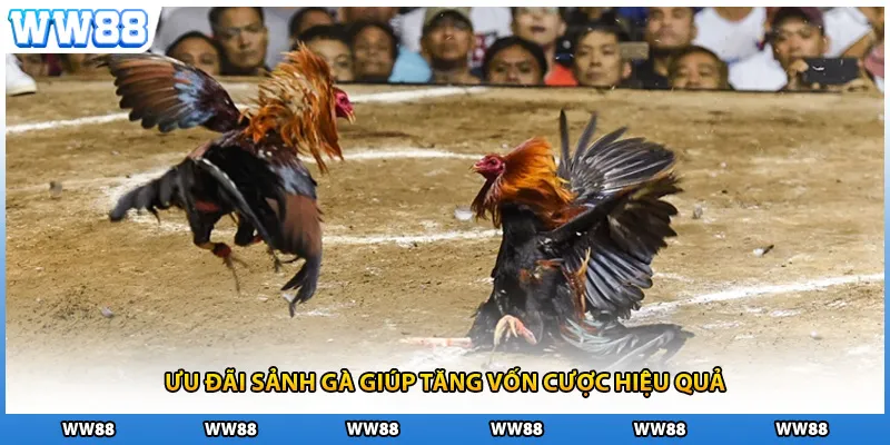 Ưu đãi sảnh gà giúp tăng vốn cược hiệu quả